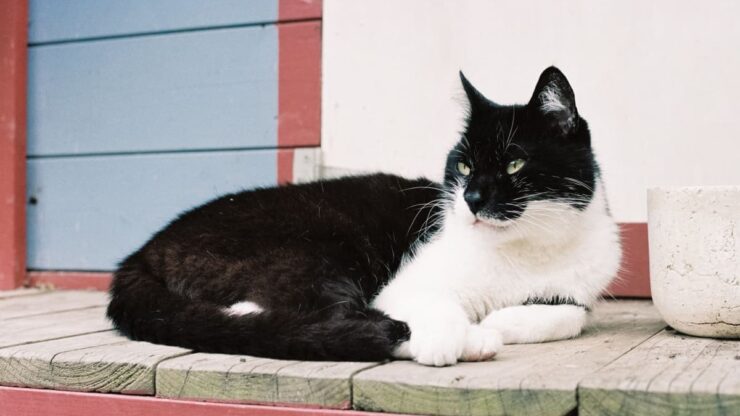 Gute Reise, Kater