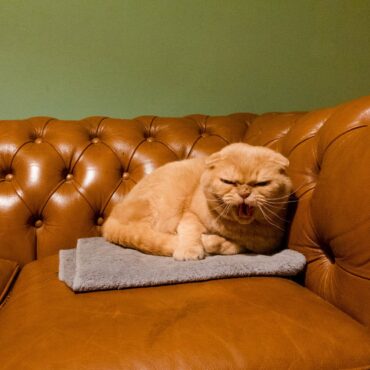 Not amused