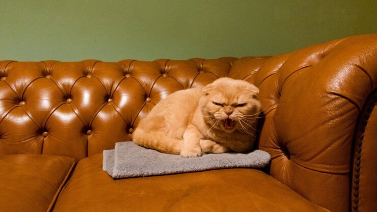 Not amused
